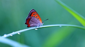colorful_butterfly-1600x900